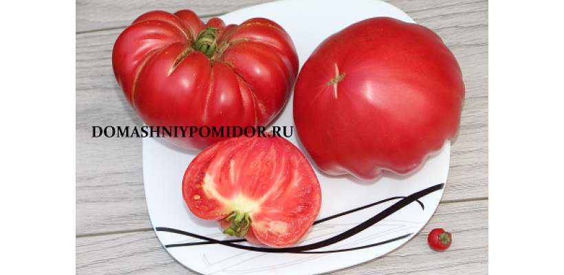 розали большая роза